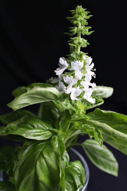 fresh basil flowering flowers