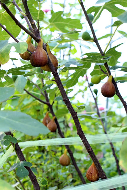 Fig preserves made from figs harvested from backyard fig tree is easy to make and delicious on muffins, toast and even with crackers and cheese.