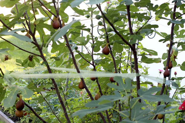 Fig preserves made from figs harvested from backyard fig tree is easy to make and delicious on muffins, toast and even with crackers and cheese.