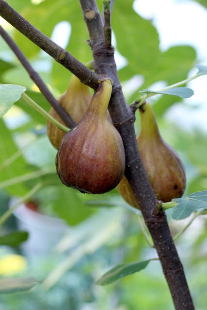 Fig preserves made from figs harvested from backyard fig tree is easy to make and delicious on muffins, toast and even with crackers and cheese.