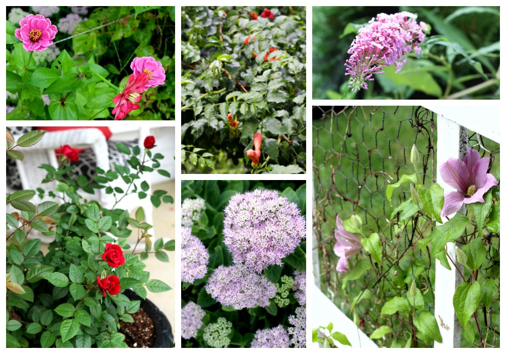 Flowering autumn flowers like, coleus, Morning Glory, Passion flower, Mandeville, hosta and trumpet vine shine in September. Time to begin early fall garden chores. 