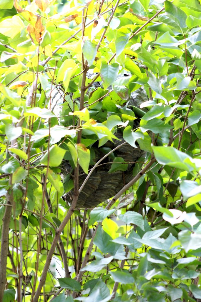 Finding a bald-faced hornets nest tucked into a lilac bush and deciding what to do with it. To leave it alone, to destroy it ourselves or call and exterminator.