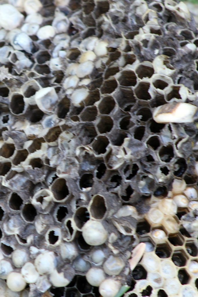 Finding a bald-faced hornets' nest tucked into a lilac bush and deciding what to do with it. To leave it alone, to destroy it ourselves or call and exterminator.