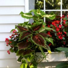 Early Autumn Garden Chores