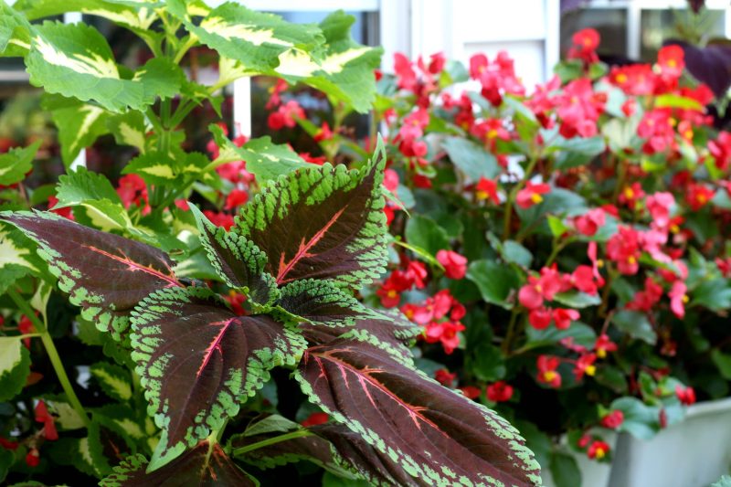 Flowering autumn flowers like, coleus, Morning Glory, Passion flower, Mandeville, hosta and trumpet vine shine in September. Time to begin autumn garden chores. 