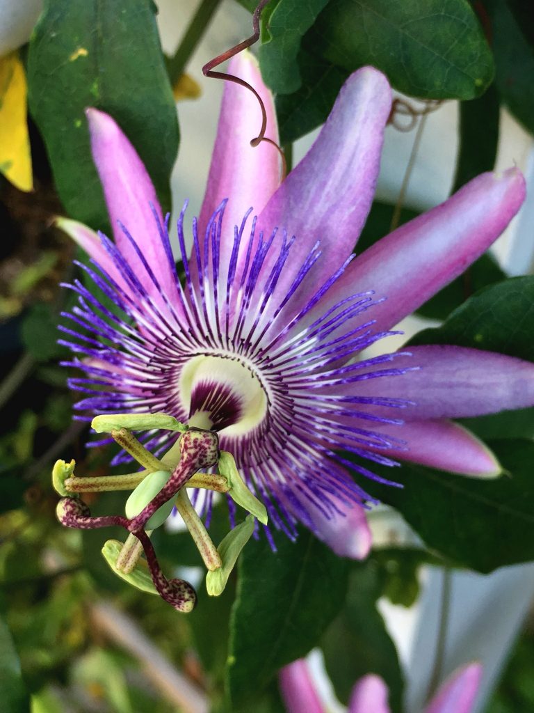 Beautiful purple passion flower vine blooms on porch post