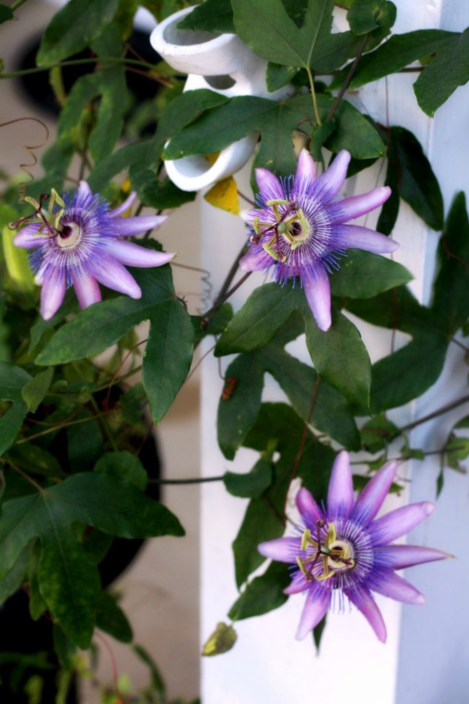 Flowering autumn flowers like, coleus, Morning Glory, Passion flower, Mandeville, hosta and trumpet vine shine in September. Time to begin early fall garden chores. 