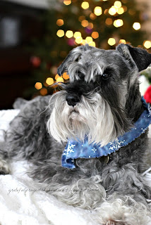 Raider our miniature schnauzer dog