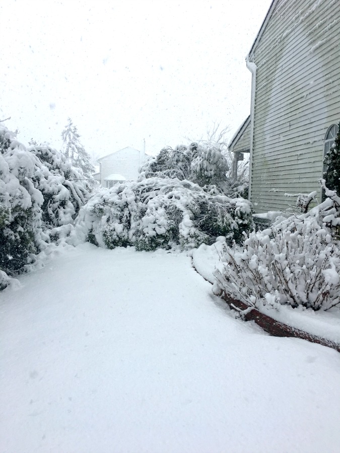 March Nor'easter heavy snow crushed bushes