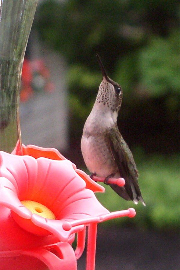 How to make your own hummingbird nectar with this easy recipe that attracts these fascinating, tiny birds who can fly at speeds greater than 33 miles per hour and flap their wings 720 to 5400 times per minute when hovering. Easy how to for cleaning feeders.