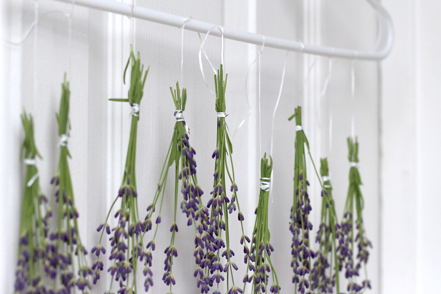 Oh, it is that  time of year again when sweet lavender is blooming in the garden. I have just one plant yet it gives me plenty of flower buds from each stem. Lavender is a fragrant and lovely herb. Learn growing tips, how to harvest and enjoy recipes using culinary lavender.