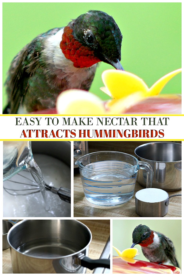 How to make your own hummingbird nectar with this easy recipe that attracts these fascinating, tiny birds who can fly at speeds greater than 33 miles per hour and flap their wings 720 to 5400 times per minute when hovering. Easy how to for cleaning feeders.