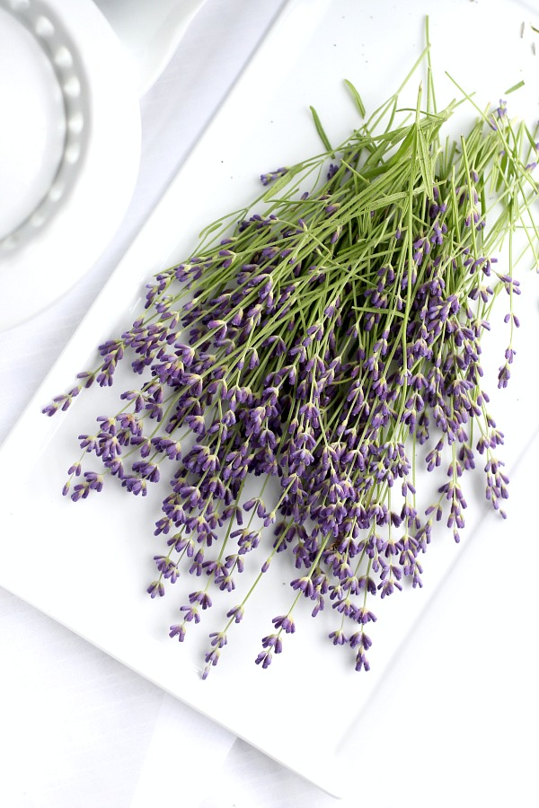 Oh, it is that  time of year again when sweet lavender is blooming in the garden. I have just one plant yet it gives me plenty of flower buds from each stem. Lavender is a fragrant and lovely herb. Learn growing tips, how to harvest and enjoy recipes using culinary lavender.