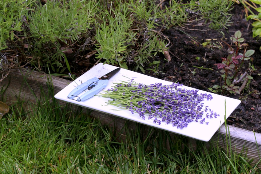 Oh, it is that  time of year again when sweet lavender is blooming in the garden. I have just one plant yet it gives me plenty of flower buds from each stem. Lavender is a fragrant and lovely herb. Learn growing tips, how to harvest and enjoy recipes using culinary lavender.