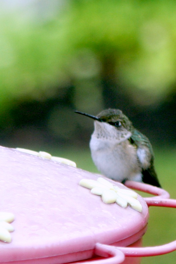 How to make your own hummingbird nectar with this easy recipe that attracts these fascinating, tiny birds who can fly at speeds greater than 33 miles per hour and flap their wings 720 to 5400 times per minute when hovering. Easy how to for cleaning feeders.