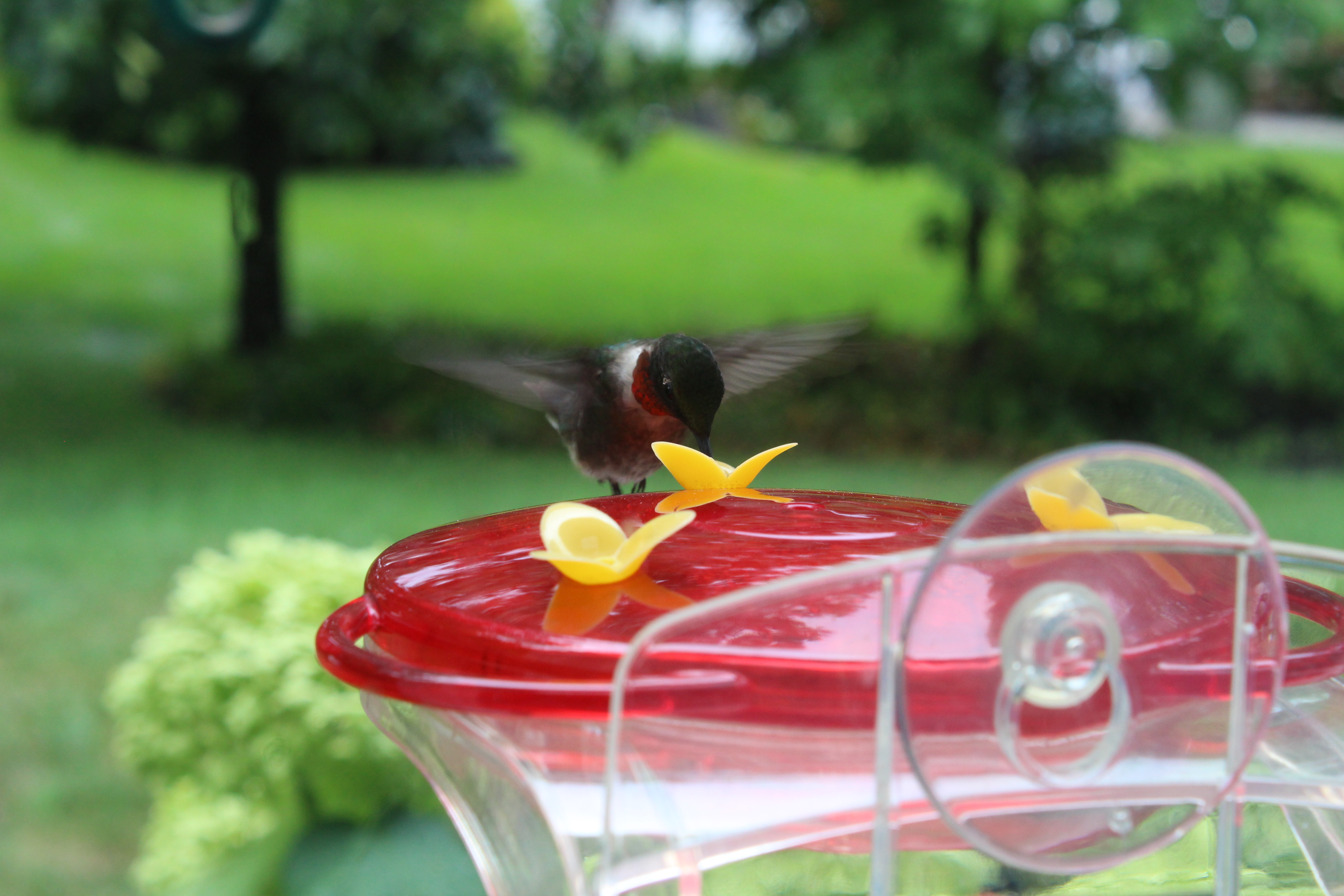 Easy recipe for nectar to attract hummingbirds to the feeder