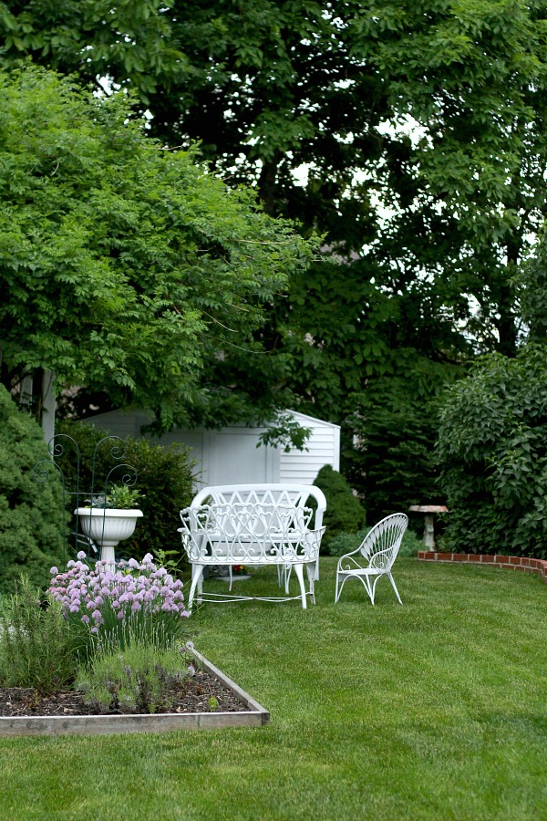 Oh, it is that  time of year again when sweet lavender is blooming in the garden. I have just one plant yet it gives me plenty of flower buds from each stem. Lavender is a fragrant and lovely herb. Learn growing tips, how to harvest and enjoy recipes using culinary lavender.