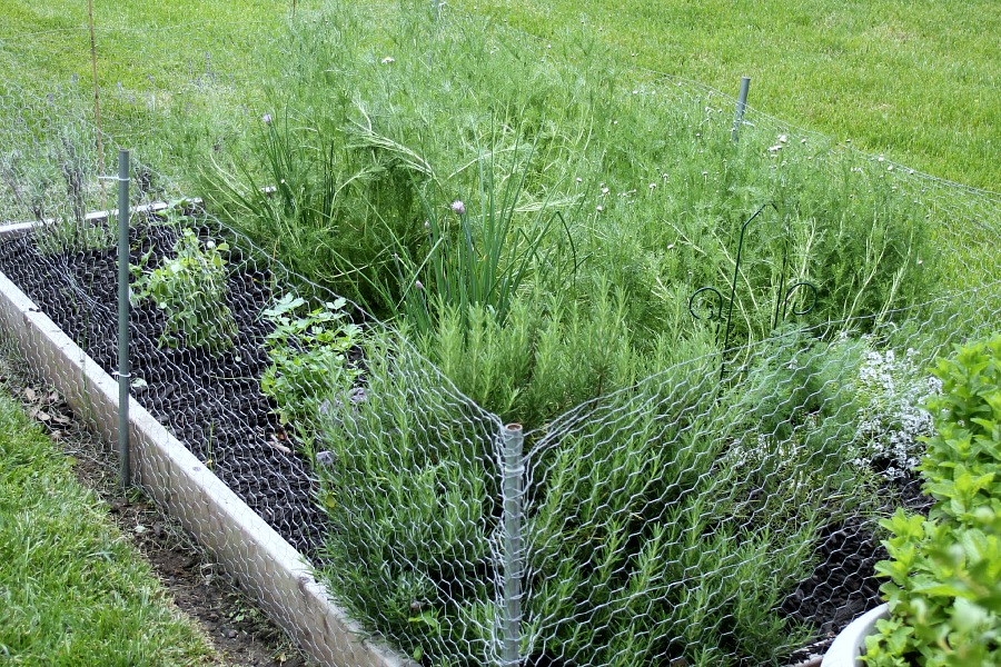 Raised Bed Gardening Tips for enjoyable and productive kitchen herbs, flower and vegetable growing in a small space. Fun and rewarding experience for kids too.