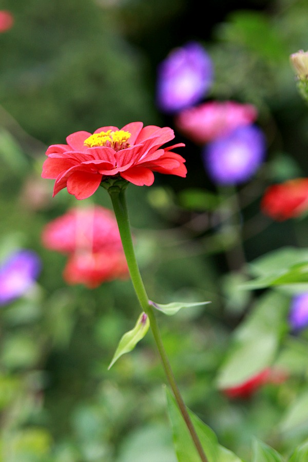 Raised Bed Gardening Tips for enjoyable and productive kitchen herbs, flower and vegetable growing in a small space. Fun and rewarding experience for kids too.