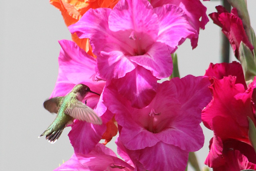 Planting bulbs produced gorgeous Gladiolus in the garden and their bright colors attracted hummingbirds. Lovely combination of hummingbirds and gladiolus.