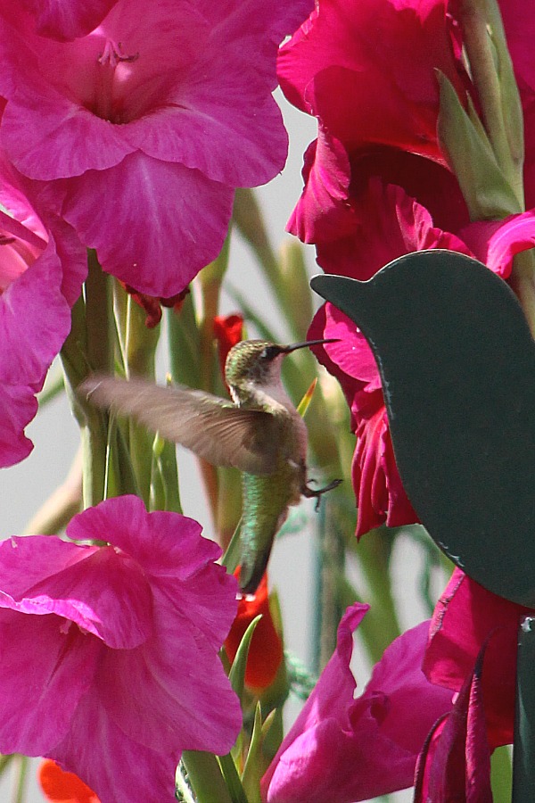 Planting bulbs produced gorgeous Gladiolus in the garden and their bright colors attracted hummingbirds. Lovely combination of hummingbirds and gladiolus.