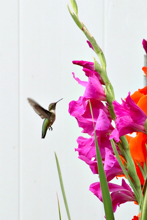 Planting bulbs produced gorgeous Gladiolus in the garden and their bright colors attracted hummingbirds. Lovely combination of hummingbirds and gladiolus.