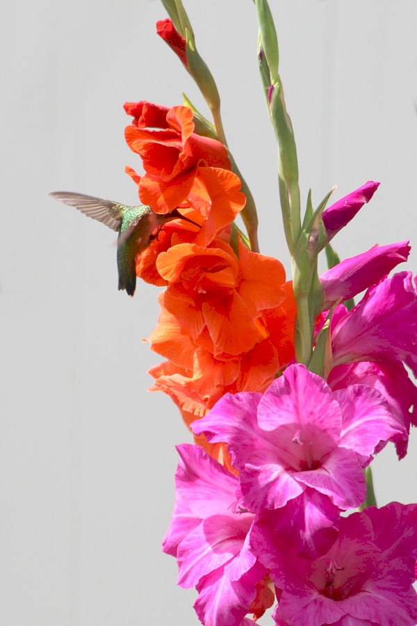 Planting bulbs produced gorgeous Gladiolus in the garden and their bright colors attracted hummingbirds. Lovely combination of hummingbirds and gladiolus.