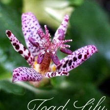 Toad Lily