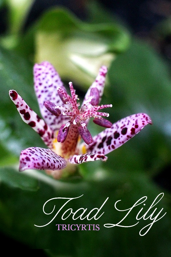 Beautiful purple tricyrtis toad lily is a  shade-loving  herbaceous perennial with creeping rhizomes and a lovely garden plant.