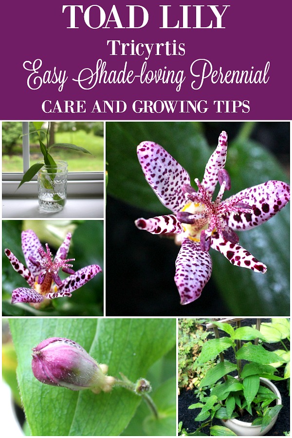 Beautiful purple tricyrtis toad lily is a shade-loving herbaceous perennial with creeping rhizomes and a lovely garden plant. Care and Growing Tips.