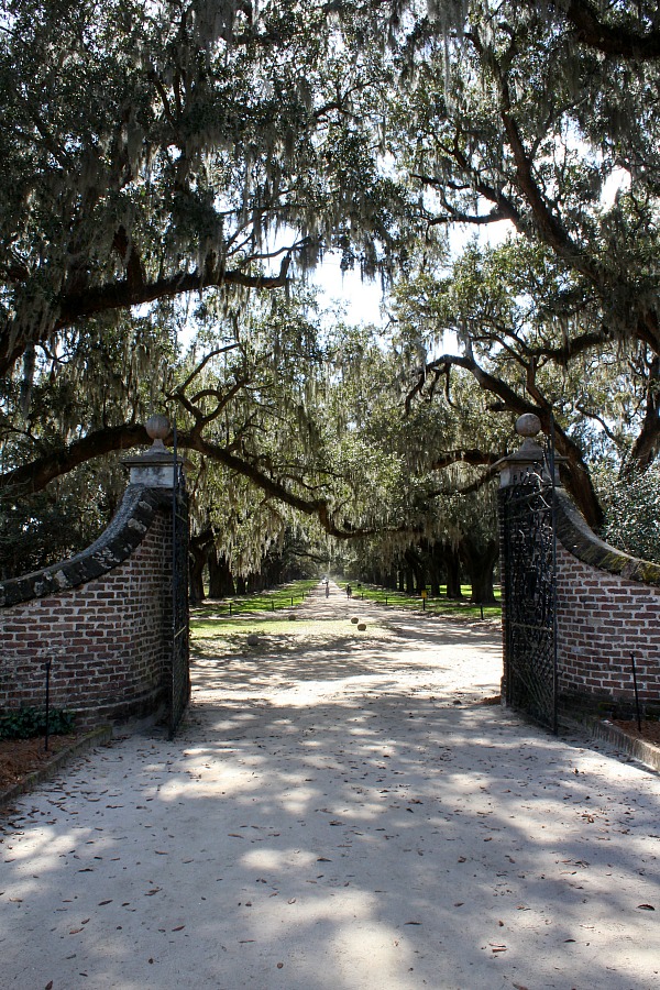 Boone Hall Plantation, located in Mount Pleasant, South Carolina is a must-see attraction when visiting Charleston. A working plantation with southern charm features the beautiful Avenue of Oaks, 9 original slave cabins, a colonial revival 1936 mansion tour and Gullah culture theatrical performance. Used in the filming of North and South, Queen, the Tempest, and The Notebook.