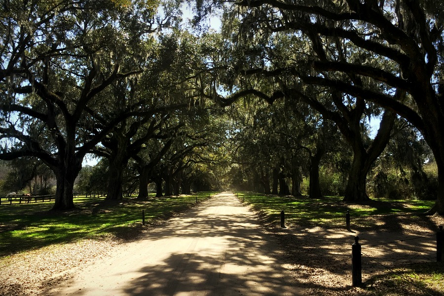 Boone Hall Plantation, located in Mount Pleasant, South Carolina is a must-see attraction when visiting Charleston. A working plantation with southern charm features the beautiful Avenue of Oaks, 9 original slave cabins, a colonial revival 1936 mansion tour and Gullah culture theatrical performance. Used in the filming of North and South, Queen, the Tempest, and The Notebook.