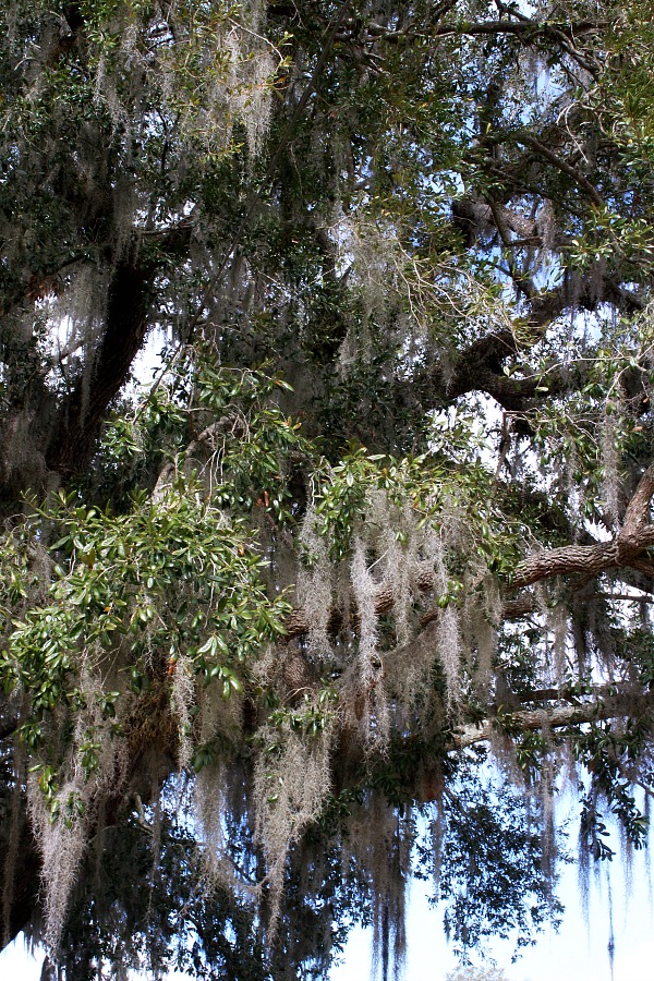 Boone Hall Plantation, located in Mount Pleasant, South Carolina is a must-see attraction when visiting Charleston. A working plantation with southern charm features the beautiful Avenue of Oaks, 9 original slave cabins, a colonial revival 1936 mansion tour and Gullah culture theatrical performance. Used in the filming of North and South, Queen, the Tempest, and The Notebook.