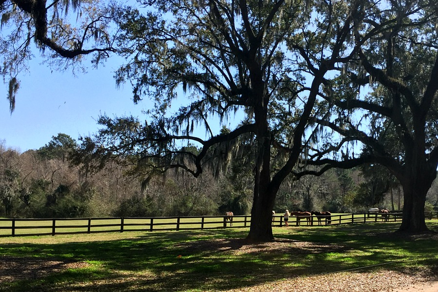 Boone Hall Plantation, located in Mount Pleasant, South Carolina is a must-see attraction when visiting Charleston. A working plantation with southern charm features the beautiful Avenue of Oaks, 9 original slave cabins, a colonial revival 1936 mansion tour and Gullah culture theatrical performance. Used in the filming of North and South, Queen, the Tempest, and The Notebook.