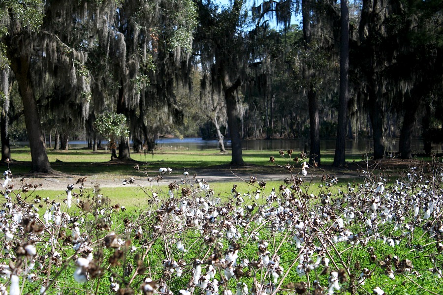 Boone Hall Plantation, located in Mount Pleasant, South Carolina is a must-see attraction when visiting Charleston. A working plantation with southern charm features the beautiful Avenue of Oaks, 9 original slave cabins, a colonial revival 1936 mansion tour and Gullah culture theatrical performance. Used in the filming of North and South, Queen, the Tempest, and The Notebook.