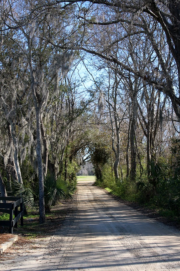 Boone Hall Plantation, located in Mount Pleasant, South Carolina is a must-see attraction when visiting Charleston. A working plantation with southern charm features the beautiful Avenue of Oaks, 9 original slave cabins, a colonial revival 1936 mansion tour and Gullah culture theatrical performance. Used in the filming of North and South, Queen, the Tempest, and The Notebook.