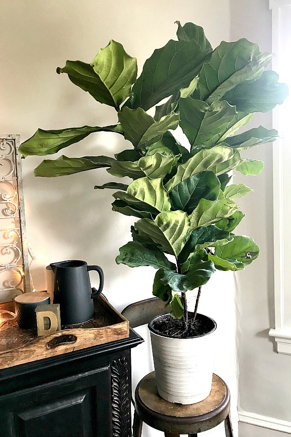 Growing houseplants is more than a hobby. It provides relaxation, a sense of accomplishment and a lovely way to decorate your work or living space. Keep plants healthy and thriving, like this fiddle leaf fig by keeping notes about light, water fertilizing and other requirements for each plant in this free printable download houseplant journal.