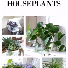 Houseplants