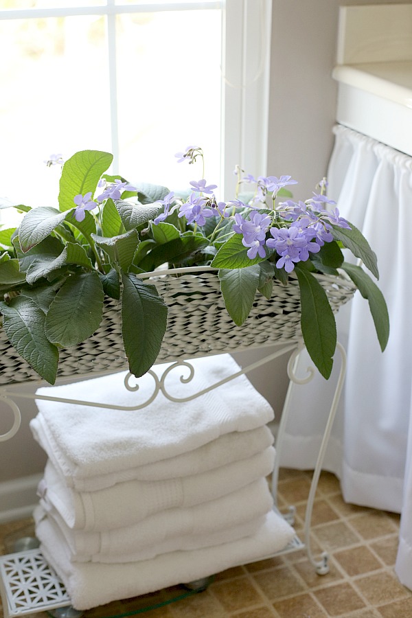 There is just something very rewarding about caring for indoor houseplants. It is exciting to see them flourish and they add much appeal in home décor when displayed, creating a warm and welcoming area.