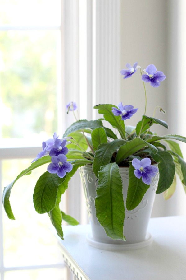 Many indoor houseplants have low-light and easy care requirements. They add much appeal in décor when displayed in the home and create a welcoming environment.