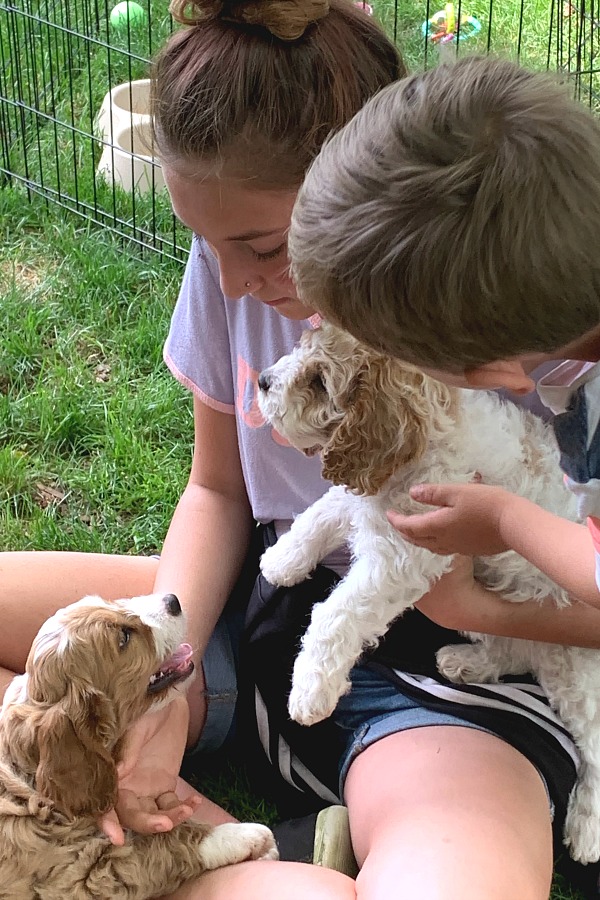 Bringing our cockapoo puppy home and beginning crate and leash training, housebreaking, play biting and sleeping through the night skills. Our hearts are full!