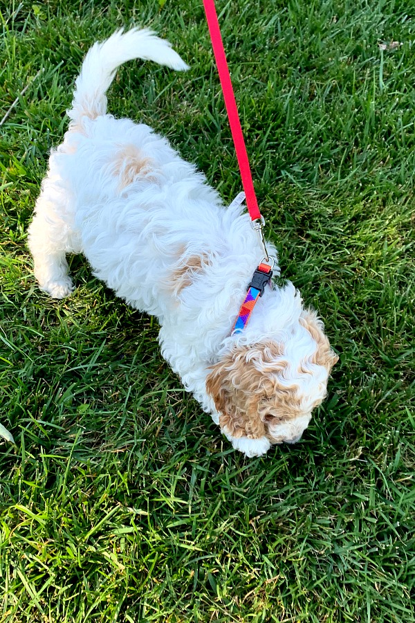 Bringing our cockapoo puppy home and beginning crate and leash training, housebreaking, play biting and sleeping through the night skills. Our hearts are full!