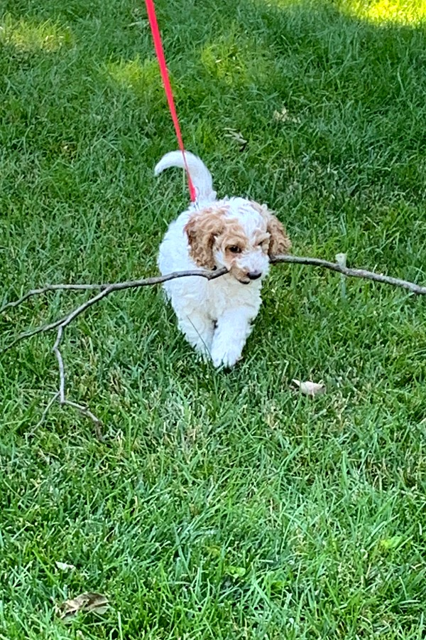 Bringing our cockapoo puppy home and beginning crate and leash training, housebreaking, play biting and sleeping through the night skills. Our hearts are full!