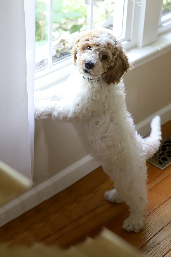 Homemade chicken and rice is recommended by veterinarians to help puppies and dogs recover from diarrhea and/or vomiting. An easy recipe for loose stools that allows for digestive healing. 