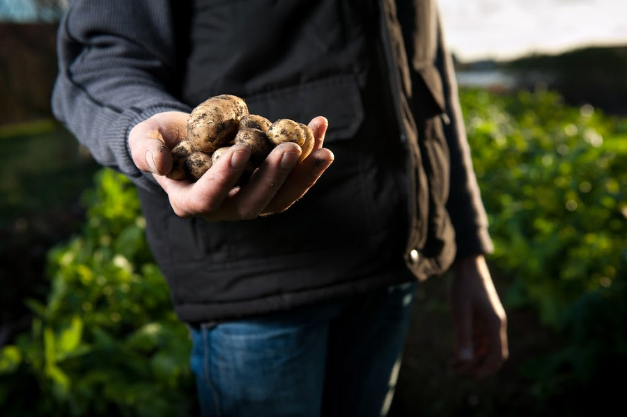 An Irish song filled with memories of youth and a happier era, Colcannon by Mary Black is a sweet, nostalgic ballad. Read the lyrics and listen to this lively piece along with an easy recipe for a favorite St Patrick's Day potato dish.