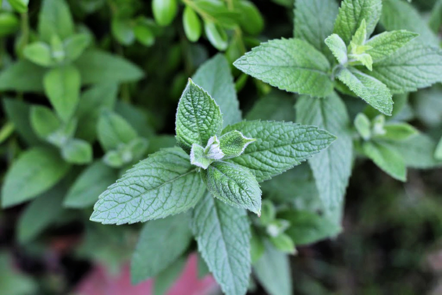 Growing mint in the garden or pots is perfect to add to a cold glass of iced tea.