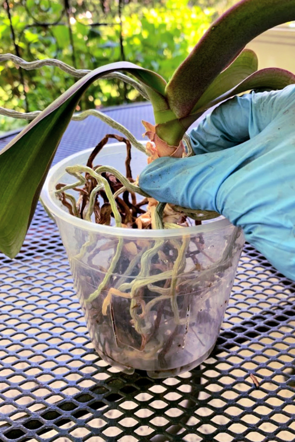 Easy step by step how-to and when-to repot an old Phalaenopsis orchid. Check roots and replace with fresh chip soil for a healthy vibrant plant.