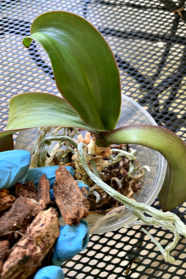 Easy step by step how-to and when-to repot an old Phalaenopsis orchid. Check roots and replace with fresh chip soil for a healthy vibrant plant.