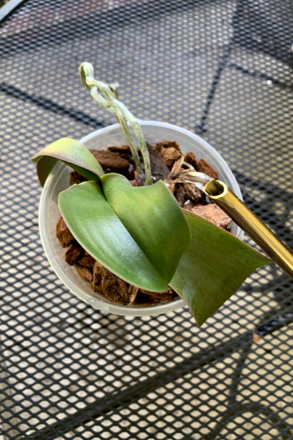 Easy step by step how-to and when-to repot an old Phalaenopsis orchid. Check roots and replace with fresh chip soil for a healthy vibrant plant.