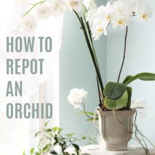 How to Repot an Orchid